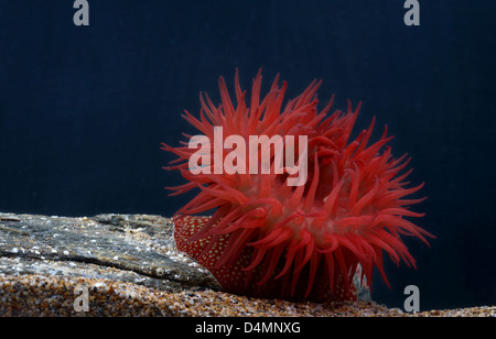 Strawberry anemone  [ Actinia fragacea ] in aquarium Stock Photo