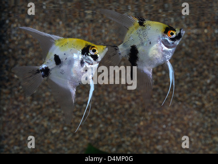 Two Angel fish in aquarium Stock Photo