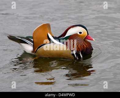 Vibrant and colorful Mandarin duck birds swimming in water with lily ...