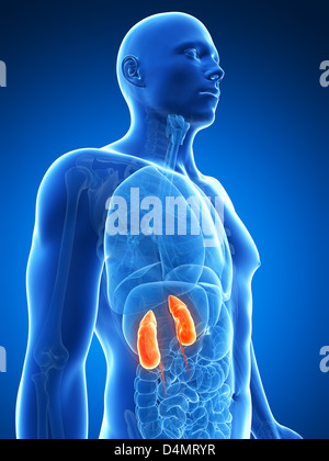 Illustration of male kidney anatomy Stock Photo - Alamy