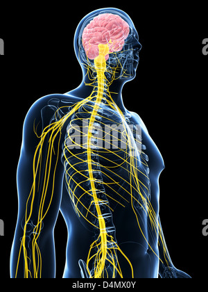 Male nerve system Stock Photo