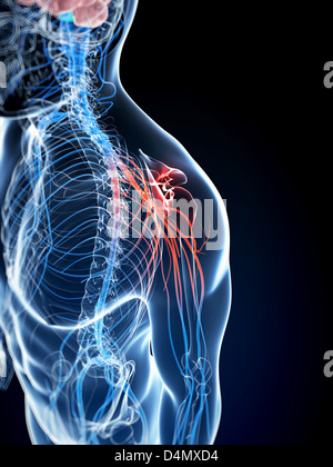 Highlighted shoulder joint Stock Photo