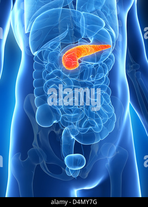 Male pancreas Stock Photo