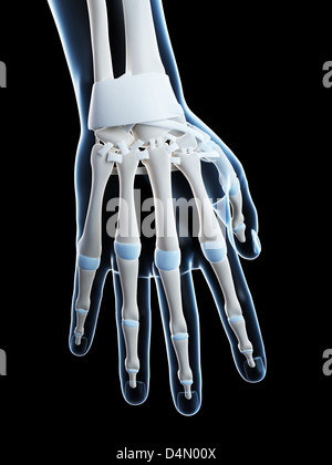 Human skeletal hand Stock Photo