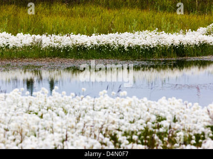 Alaska Cotton Grass (Eriophorum brachyantherm) grows along a tundra lake in the western section of Denali National Park Alaska Stock Photo