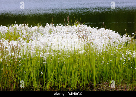 Alaska Cotton Grass (Eriophorum brachyantherm) grows along a tundra lake in the western section of Denali National Park Alaska Stock Photo