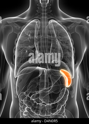 Male spleen Stock Photo