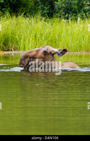 Cow Moose (Alces alces) feeding on vegetation in a lake, Denali National Park & Preserve, Alaska, USA Stock Photo