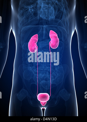Kidneys - Male anatomy of human organs - x-ray view Stock Photo - Alamy