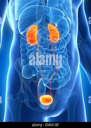 Kidneys - Male anatomy of human organs - x-ray view Stock Photo - Alamy