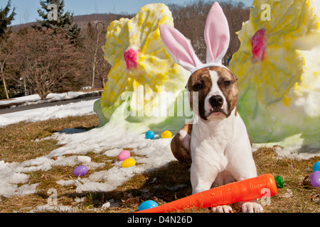 Easter Dog Stock Photo