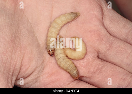 Closeup of Waxworms on childs hand Stock Photo