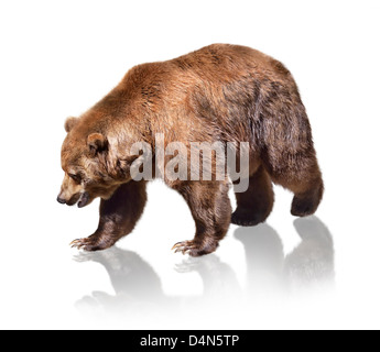 Brown Bear On White Background Stock Photo