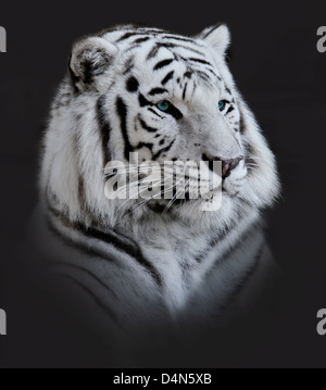 White Tiger Portrait On Dark Background Stock Photo