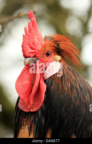 Cockerel Bird Domestic Fowl Poultry Stock Photo