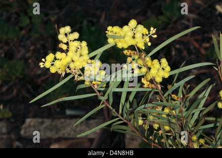 Flinders Range Wattle, Port Lincoln Wattle, Willow-leaved wattle, Winter wattle - Acacia iteaphylla / Racosperma iteaphyllum Stock Photo