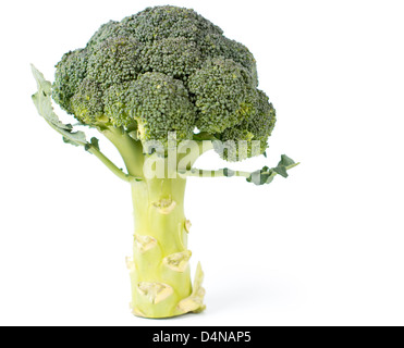 Fresh and tasty broccoli standing on white background Stock Photo