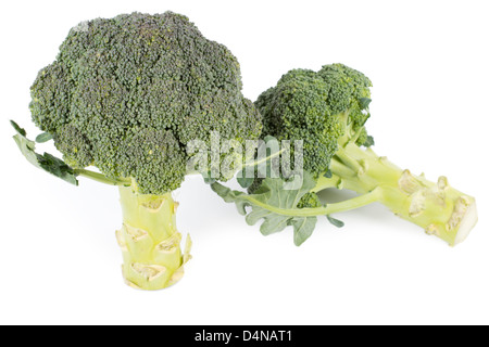 wo fresh pieces of broccoli on white background Stock Photo