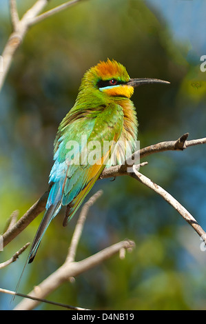 Rainbow Bee-eater, Merops ornatus at Fogg Dam, NT, Australia Stock Photo