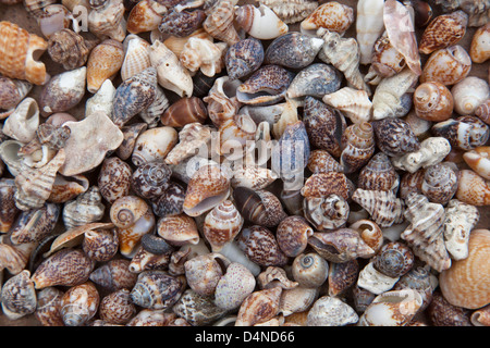 Large group of conch shells. Stock Photo