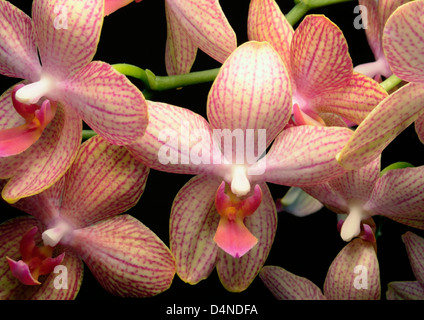 floral background with lots of colorful orchid flowers in black back Stock Photo