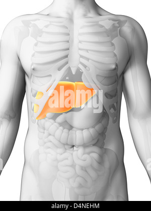 3d rendered illustration - male liver Stock Photo