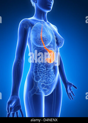 Human stomach Stock Photo