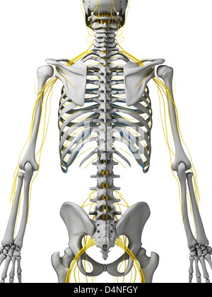 Nerve system Stock Photo