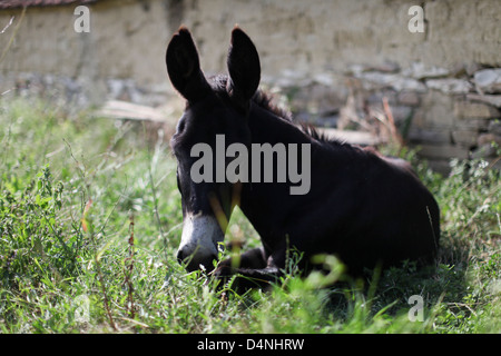 Donkey Stock Photo