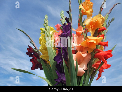 a sunny illuminated bunch of colorful gladioli flowers in front of blue sky Stock Photo