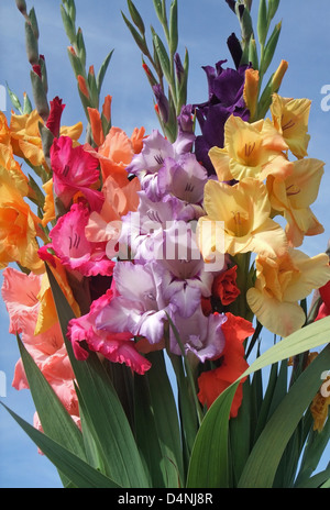 a sunny illuminated bunch of colorful gladioli flowers in front of blue sky Stock Photo