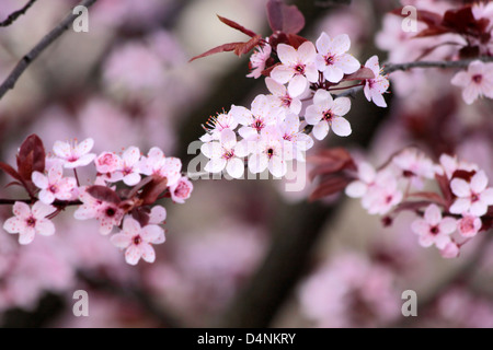 Japanese cherry blossoms in the park Stock Photo