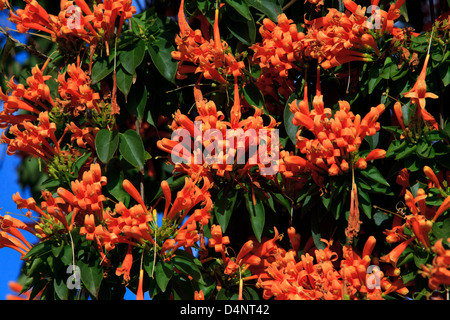 Orange trumpet flowers (Pyrostegia venusta) in Nerja, Spain Stock Photo