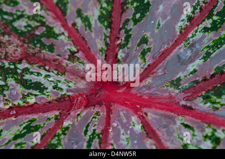 Close-up of a leaf of an Elephant Ear Plant Stock Photo