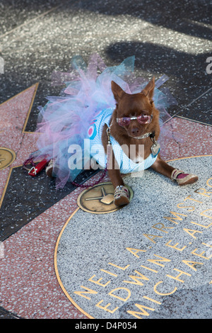 A dog at walk of fame, Los Angeles, USA Stock Photo