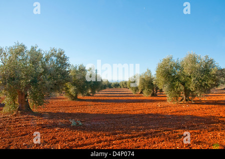 Olive grove. Los Yebenes, Toledo province, Castilla La Mancha, Spain. Stock Photo