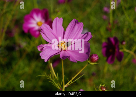 Gadfly Insect fly sucking Honey from Violet marigold flowers ( Calendula flower ) at Cubbon Park gardens Bangalore city, India Stock Photo