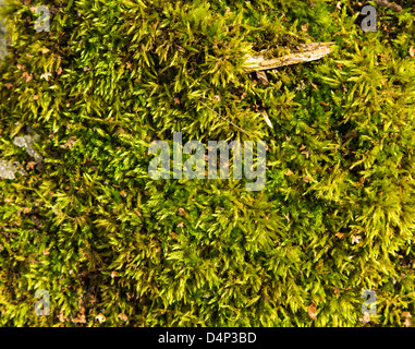 Green wet moss on the ground as a background Stock Photo