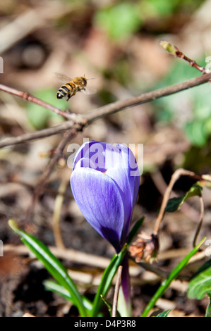 Bee collecting nectar from crocus flower Stock Photo