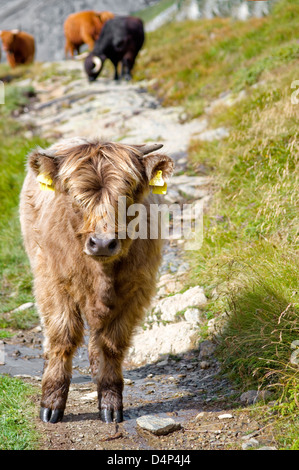 Young Scottish Highland Cow, Grisons, Switzerland Stock Photo - Alamy