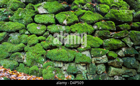 A moss-covered dry-stone wall, Golitha Falls, Bodmin Moor, November 2009 Stock Photo