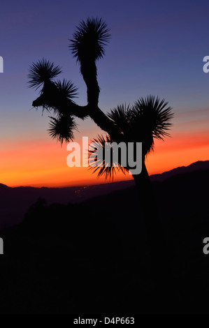 Silhouetted Joshua trees with bright orange sunset at Keys view, Joshua tree national park, California Stock Photo