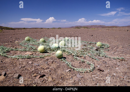 melons namib volcanic ash naukluft