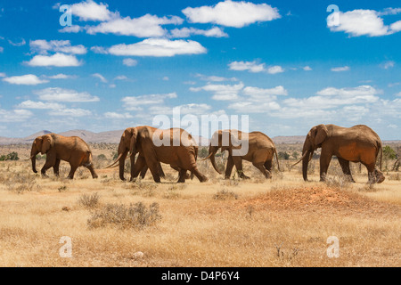 elephants, Tsavo national park, kenya - Africa Stock Photo