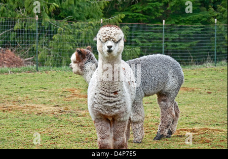 Huacaya alpacas in a rural setting. One is facing the camera straight on, with ears back, clearly unhappy. Stock Photo
