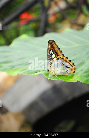 Malaysian blue clipper butterfly Latin name parthenos sylvia violacea Stock Photo