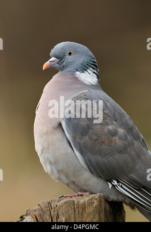 Wood Pigeon - Columba palumbus Portrait on fence post Stock Photo