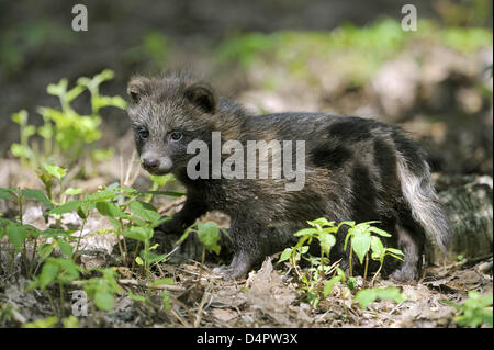 A young raccoon dog (lat.: Nyctereutes procyonoides) in its outdoor enclosure at a wildlife park in Germany, June 2009. Photo: Ronald Wittek Stock Photo