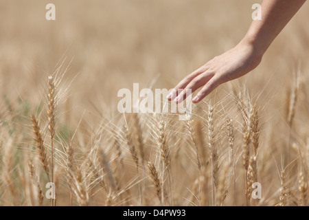 Man's hand holding a spike on the background field Stock Photo