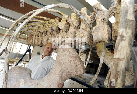 A staff member of the State Museum for Natural History arranges bones of a ?Spinophorosaurus nigerensis? dinosaur in an exhibition hall in Braunschweig, Germany, 16 September 2009. Researchers of the museum presented the bones after they had been discovered in the Sahara desert in Niger in 2007. An exhibition will open on 21 October 2009. Photo: HOLGER HOLLEMANN Stock Photo